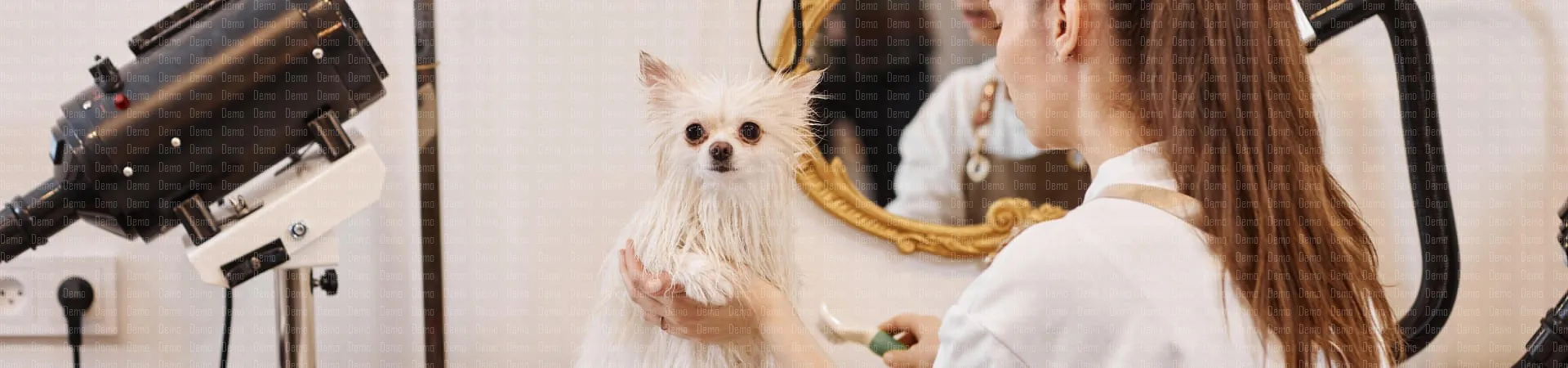 woman-brushing-white-dog-2024-06-21-01-43-51-utc